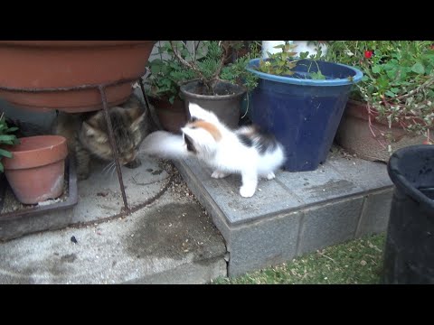 廃墟の保護猫ですが可哀そうなキジトラさんと遊んであげました(YouTube)