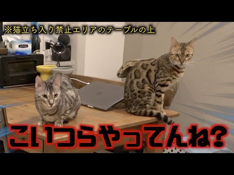 ペット用の監視カメラで猫たちを一週間撮り続けたらイタズラし放題でした(YouTube)