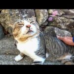 漁港近くで出会った野良猫の背中を撫でるとペロペロしてカワイイ(YouTube)