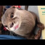 ちょっと待った！カワウソコタローの無謀すぎる巣作り　Otter Making a Nest #Shorts(YouTube)