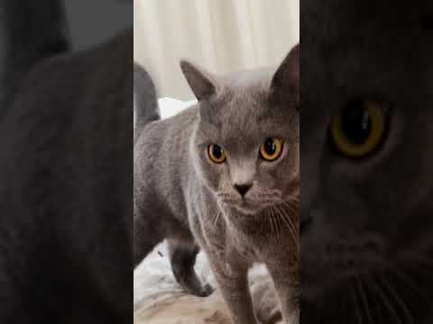 大きなゴロゴロ、大きなニャンタマ。今日も起こしてくれる愛猫！(YouTube)