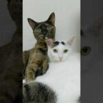 カメラに気付いたときの猫2匹の反応が可愛すぎる！ #shorts(YouTube)