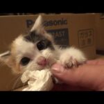 廃墟の保護猫ですが初めてキレてしまいました(YouTube)