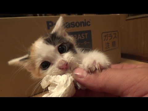 廃墟の保護猫ですが初めてキレてしまいました(YouTube)