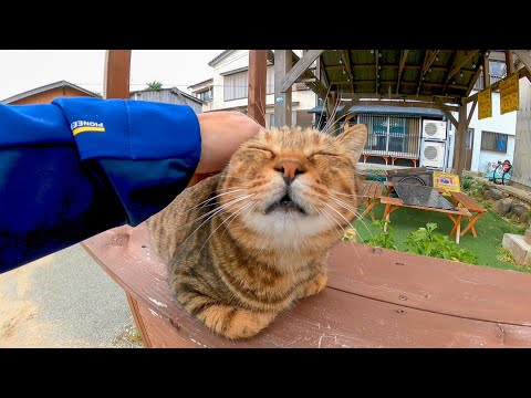 猫島の猫ちゃん、今日はカウンターで店番です。(YouTube)