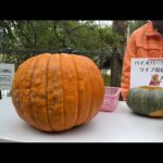 カピバラのジャックオーランタンタイム🎃&園内散歩🚶‍♂️🚶‍♂️(YouTube)