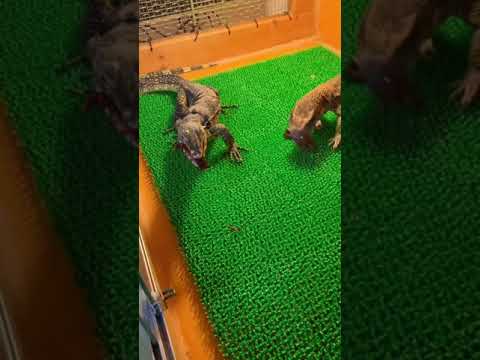 ザリガニバッキバキ(YouTube)