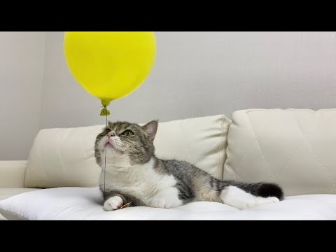 初めて風船をプレゼントされた猫の反応がかわいすぎた…笑(YouTube)