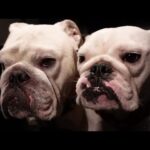 片道4時間のロングドライブに犬がタッグを組んで抗議をしてきましたWWW!(YouTube)