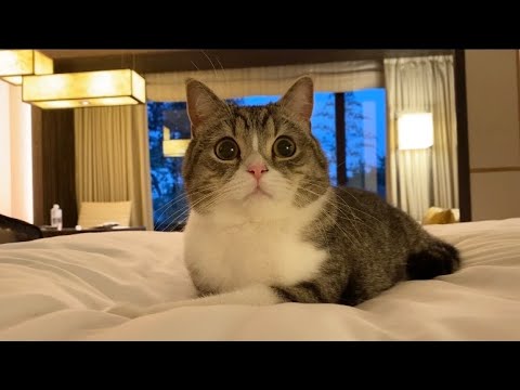 出張についてきた猫と一緒にお泊まりしたら最高すぎました笑(YouTube)