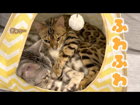 寒くなってきたのでフワフワのルトに抱きついて寝言言いながら寝るロゼが可愛い(YouTube)