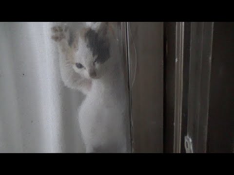 廃墟の保護猫ですが外に出るのが待ちきれません(YouTube)