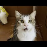 「ニャーニャー」鳴くから何事かと思ったら腹ペコだった猫(YouTube)