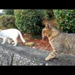 キジトラ猫と白猫ちゃんは実は仲が悪い(YouTube)