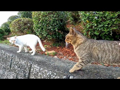 キジトラ猫と白猫ちゃんは実は仲が悪い(YouTube)