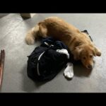 私が1週間着てた服が気に入った金髪びじょ(YouTube)