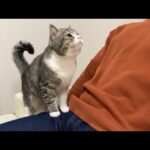 下僕が出張の間に友人と猫がまさかのこうなってました…(YouTube)