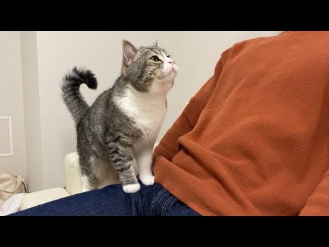下僕が出張の間に友人と猫がまさかのこうなってました…(YouTube)