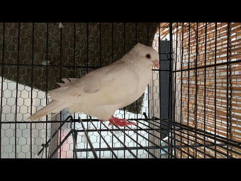 白いハトを保護しました(YouTube)