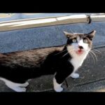 漁港の黒白猫が猛烈に甘えてきた(YouTube)