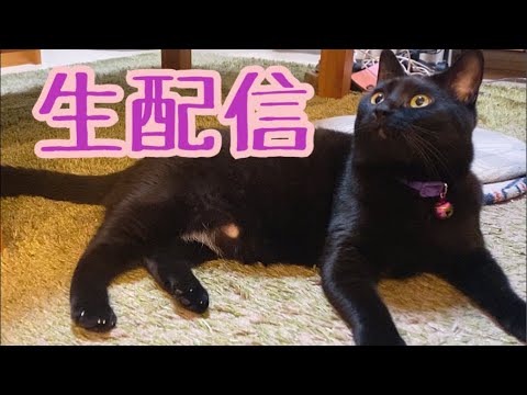 【生配信10/17】少し肌寒い夜は猫でも見て過ごしませんか？生配信(YouTube)