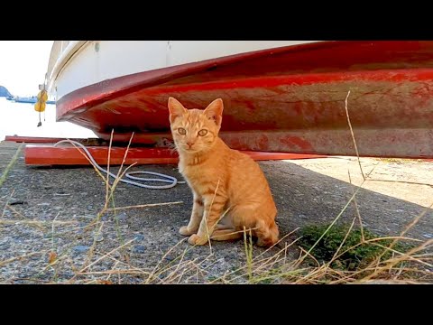 舟の下に隠れる子猫(YouTube)