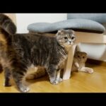 前世はヤンキーだったのかもしれません…(YouTube)