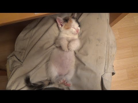 廃墟の保護猫ですがもう寝るのにお腹をさわる奴を蹴ってやりました(YouTube)
