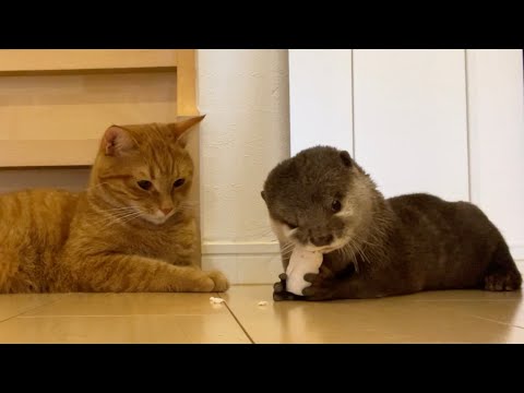 肉にサンチュを巻いてカワウソにプレゼントしたら２回くらい予想外の結末になった(YouTube)
