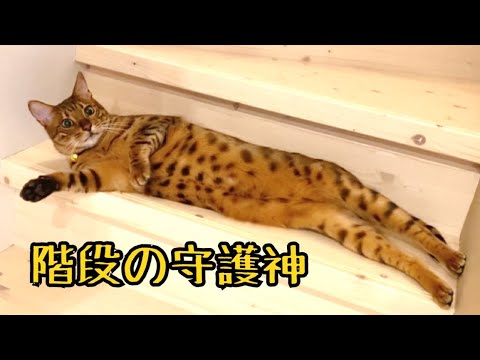 階段の守護神ニコ現る #shorts(YouTube)