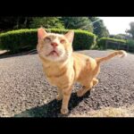 人懐っこい茶トラ猫が前脚をフミフミしながらお出迎えしてくれた(YouTube)
