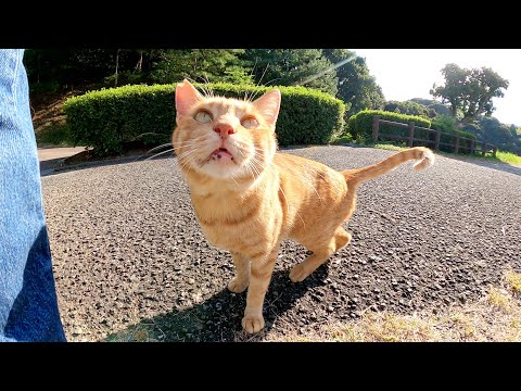 人懐っこい茶トラ猫が前脚をフミフミしながらお出迎えしてくれた(YouTube)
