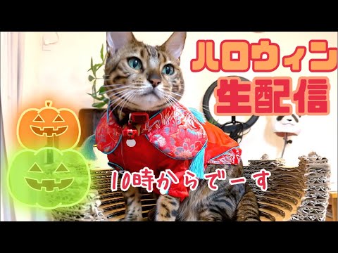 【ハロウィン生配信10/31】HappyHalloween👻🐈22時からにゃんたまハロウィン生配信🎃(YouTube)