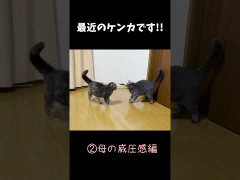 母の圧倒的な攻撃力がわかる映像がこちらです笑(YouTube)