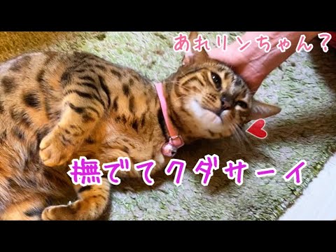 ベルリン入れ替わり？リンがベルのフリして猫部屋に帰りません…(YouTube)