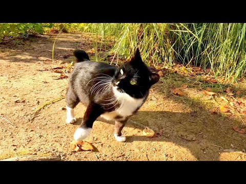 黒白猫が草むらからモフられに現れた(YouTube)