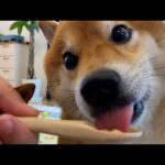柴犬が律儀に、ちゅーるの順番待ちをする様子がかわいい。(YouTube)