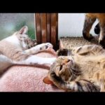 お姉ちゃん行かないで～の最中に妹猫からペシペシされる麦わら猫(笑)♥(YouTube)