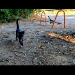 公園で猫が駆け寄って来た(YouTube)