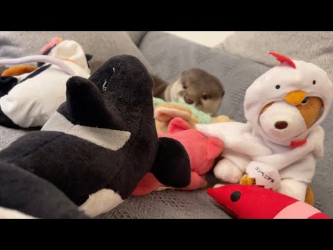 いつものソファがぬいぐるみに占拠されてしまった時のカワウソ otter when his usual couch is taken over by a stuffed animal.(YouTube)