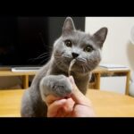 初めてネコに魚をあげたら、ヒドイ仕打ちを受けました…笑(YouTube)