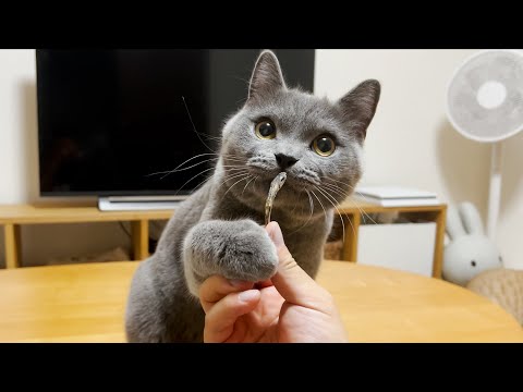 初めてネコに魚をあげたら、ヒドイ仕打ちを受けました…笑(YouTube)