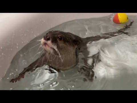 お風呂で遊ぶために用意したおもちゃがカワウソに独り占めされてしまった(YouTube)