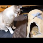 動画お姉ちゃん猫の周りに宝物が！首を傾げて見つめる末っ子猫♥(YouTube)