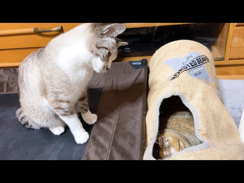 動画お姉ちゃん猫の周りに宝物が！首を傾げて見つめる末っ子猫♥(YouTube)