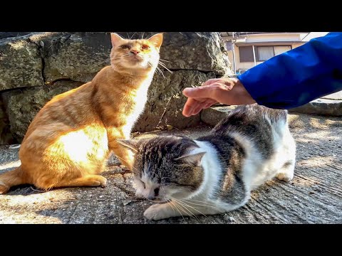 猫島で路地裏を歩いていたら野良猫が駆け寄ってきたのでナデナデしたら他の猫も集まってきた(YouTube)