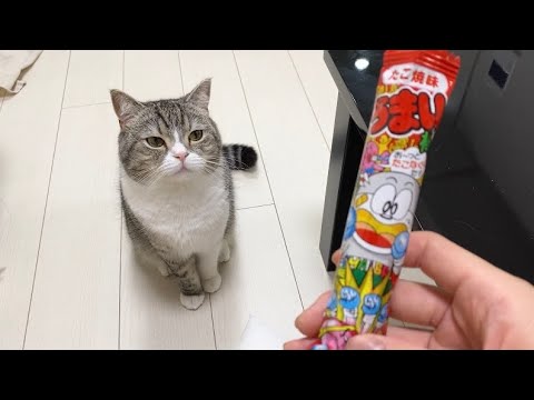 うまい棒を食べてたらチュールと勘違いして待ってる猫がこちらwww(YouTube)