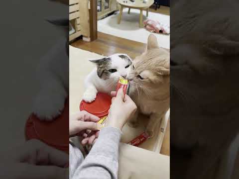 となりのおやつをシェアしてもらう猫【 #Shorts 】(YouTube)