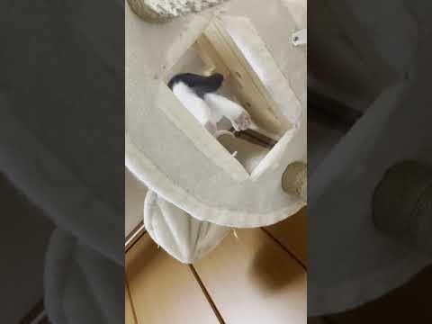 コネコネとひたすらコネる職人みたいな猫【 #Shorts 】(YouTube)