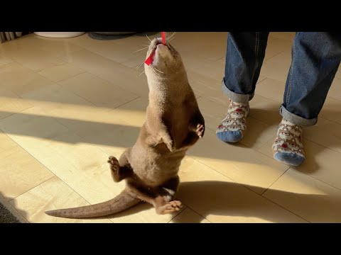 尻もちつきながら回転を続けるカワウソが面白すぎる The otter that keeps spinning on its butt is too funny.(YouTube)